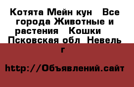 Котята Мейн кун - Все города Животные и растения » Кошки   . Псковская обл.,Невель г.